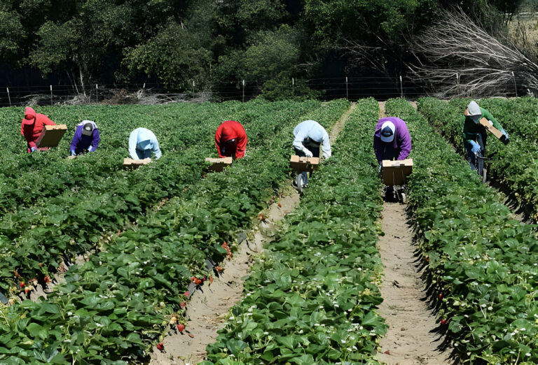 Farm Jobs Available in Canada with Visa Sponsorships